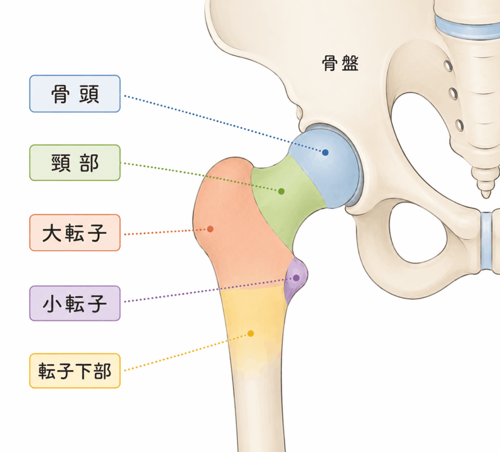 大腿骨骨頭部イラスト